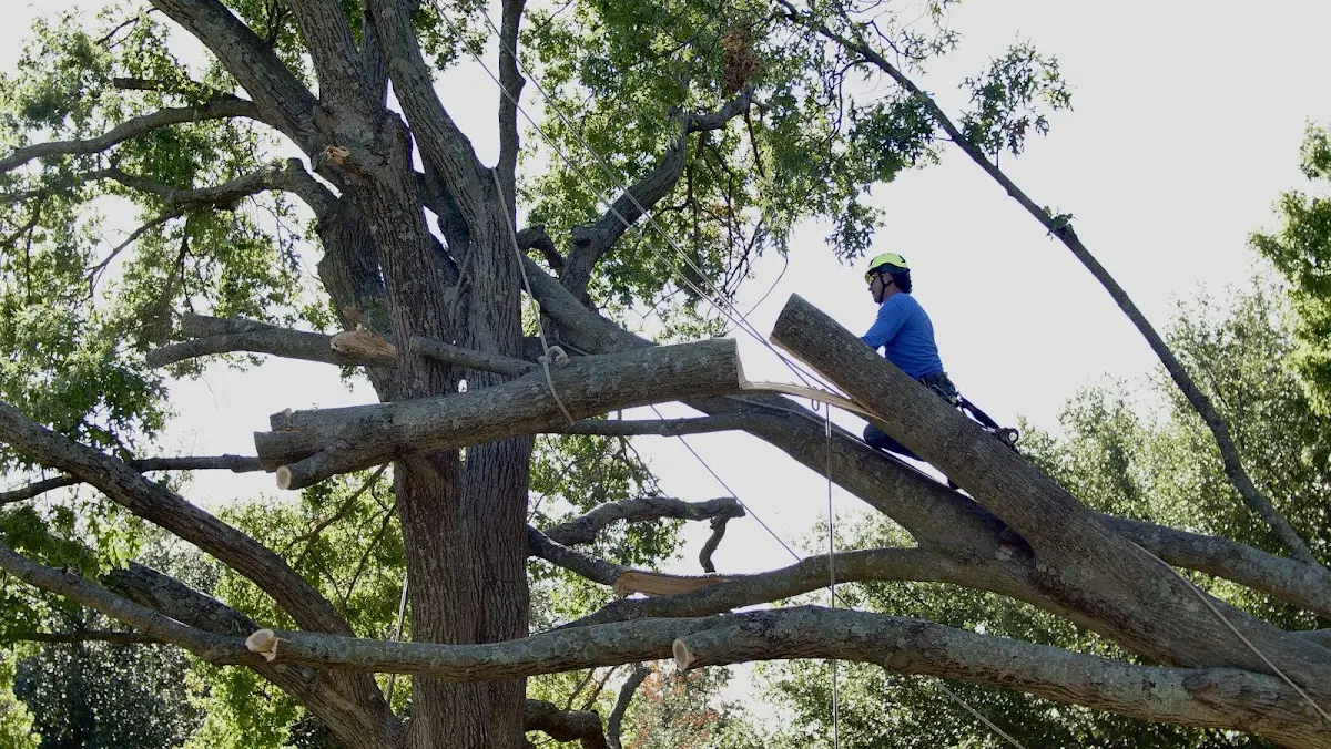 Professional Hazardous Tree Removal performed by certified arborists in Frederic