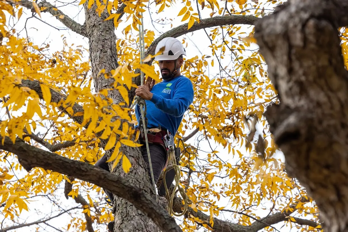 Skilled Tree Trimming crew working in Frederic