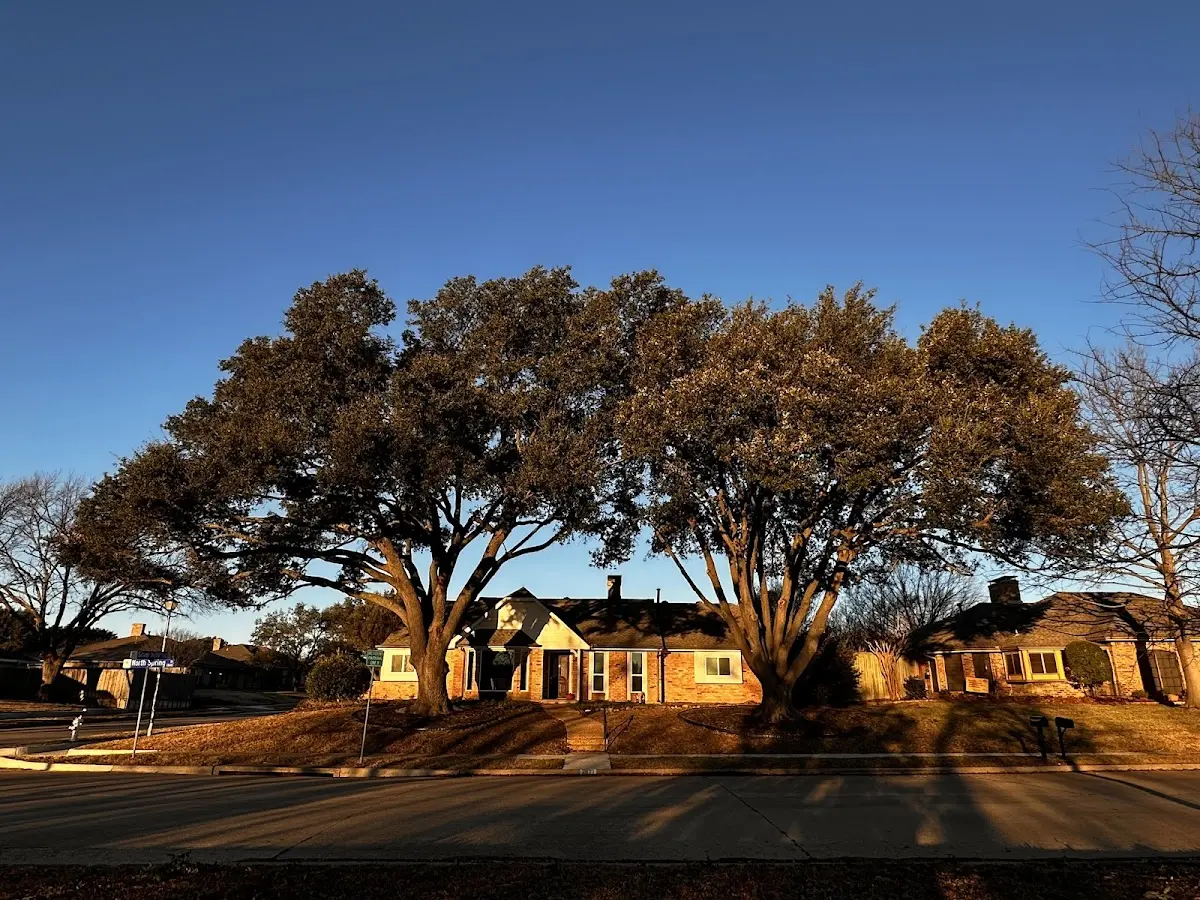 Established residential canopy tree shading a home in Frederic